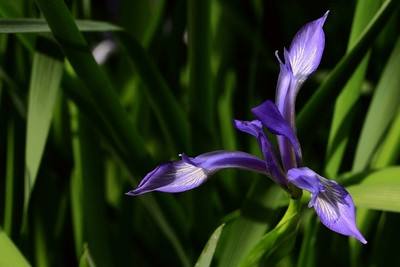 藍(lán)花鳶尾